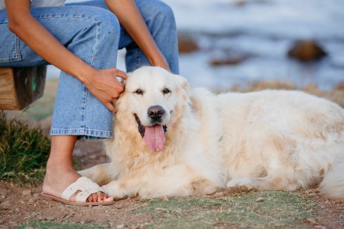 Cao Golden retriever_Dermatite Atopica em Caes_Doencas.jpg