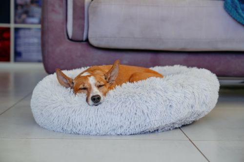 Cao a dormir_Alergias em caes_Doencas.jpg