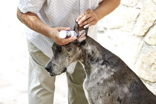 Cao em lavagem auricular_Habitos bem-estar_Conselhos