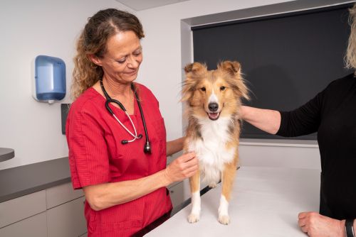 Cao no Veterinario_Alergias em Caes_Doencas.jpg