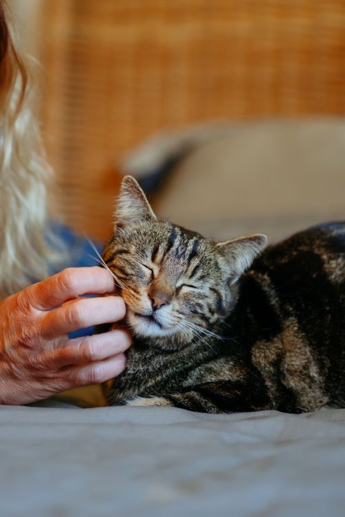 Gato a ser acariciado_Guia Supl Articulares_Conselhos.jpg