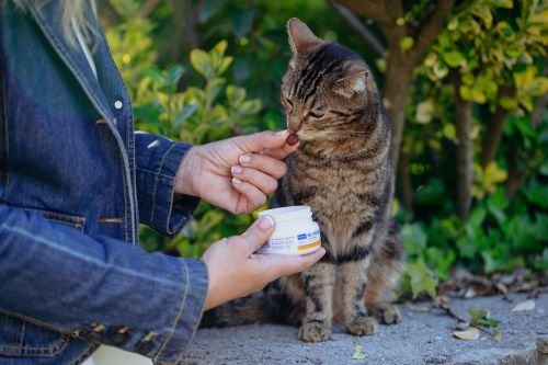 Gato a tomar chew_Guia Supl Articulares_Conselhos.jpg