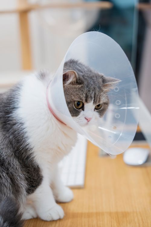 Gato com colar isabelino_Esterilização Gato_Conselhos.jpg