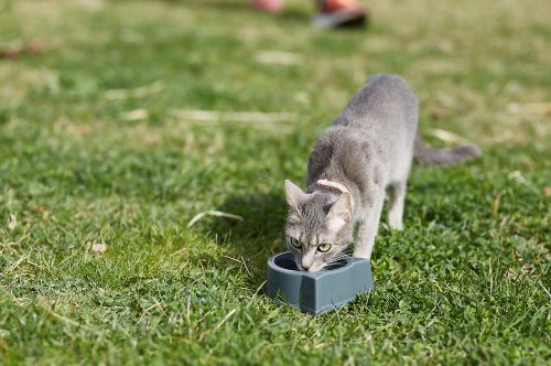 Gato_Doença Renal Crónica