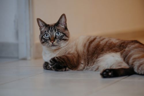 Gato_Doença Renal Crónica