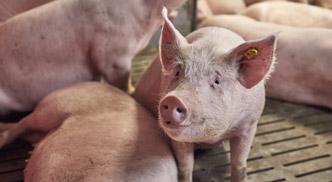 Suigen PCV2 vaccin 332x186px-crop332x182.jpg